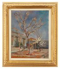 Lotto 2 - <i>Albicocco fiorifo</i>